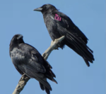 two crows sitting on a branch